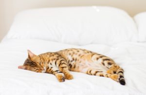 soigner son sommeil pour rester zen et productif
